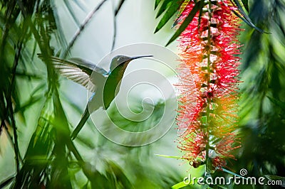 Flying Cuban Emerald Hummingbird (Chlorostilbon ricordii), Stock Photo