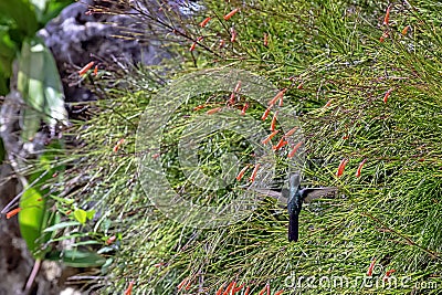 Flying Cuban Emerald - Peninsula de Zapata National Park / Zapata Swamp, Cuba Stock Photo