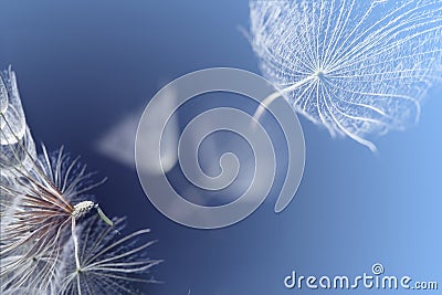 Flying dandelion seeds Stock Photo