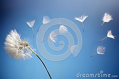 Flying dandelion seeds Stock Photo
