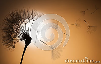 Flying dandelion seeds on a sunset background Stock Photo