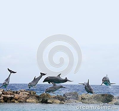 Flying dolphins above sea side stones. Stock Photo