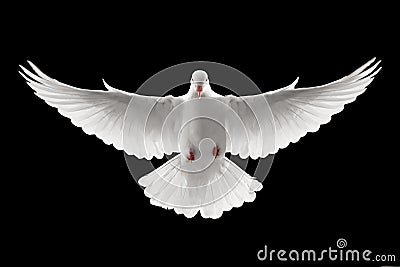 Flying dove Stock Photo