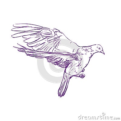 Flying dove vector llustration realistic sketch Vector Illustration