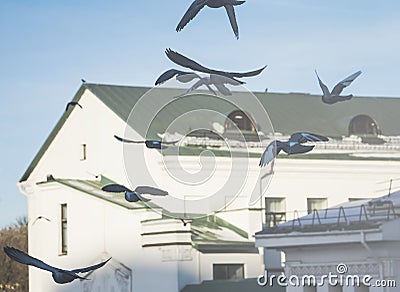 Flying doves Stock Photo