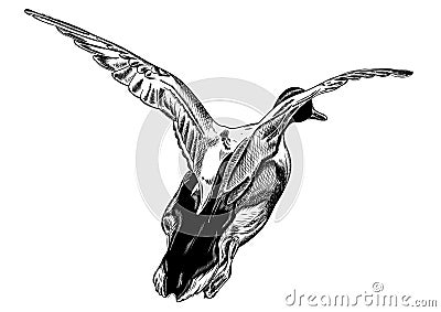 Flying duck Vector Illustration