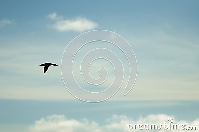 Flying duck Stock Photo