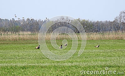 Flying duck birds and eagle birds, Lithuania Stock Photo
