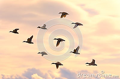 Flying duck group Stock Photo