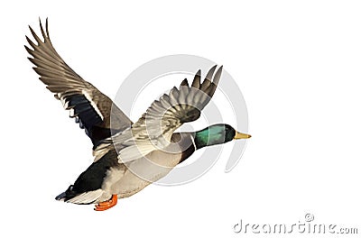 Flying Duck isolated on white background Stock Photo