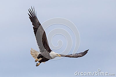 Flying eagle Stock Photo