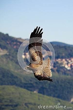 Flying eagle Stock Photo