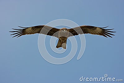 Flying Eagle(w clipping path) Stock Photo