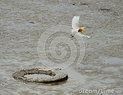 Flying egret bird with abandoned tire at low tide sea Stock Photo