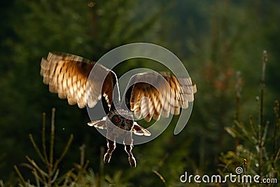 Flying Eurasian Eagle Owl with open wings in forest habitat, photo with back light Stock Photo