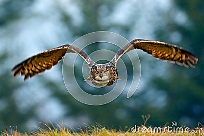 Flying Eurasian Eagle owl with open wings with snow flake in snowy forest during cold winter. Action wildlife scene from nature. B Stock Photo