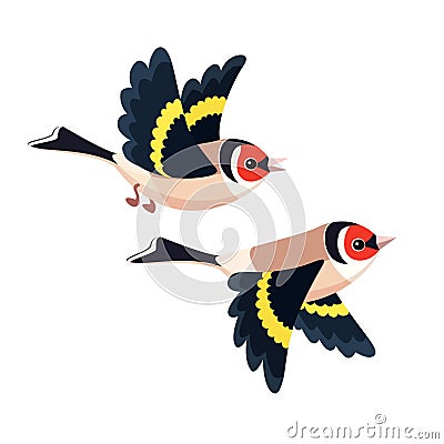 Flying European Goldfinch pair isolated on white background Vector Illustration