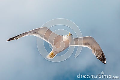 Flying European seagull Stock Photo