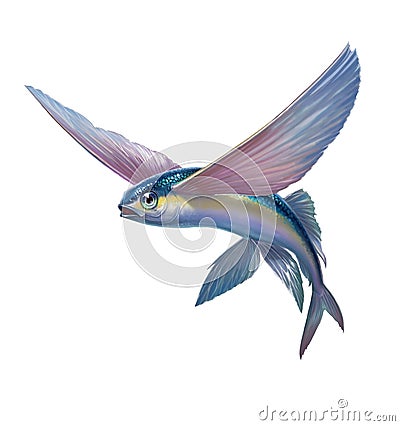 Flying fish jumping on whit Stock Photo