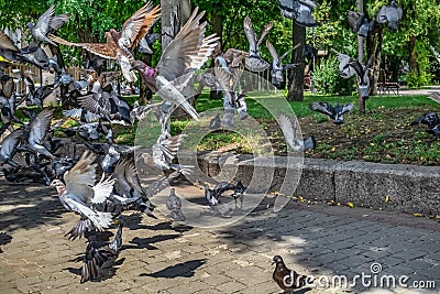 Flying flock of city pigeons doves against the background of a park on a sunny summer day in Kharkiv Ukraine. Many gray-brown Stock Photo