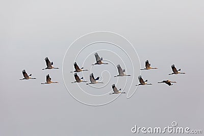 Flying flock Common Crane, Hortobagy Hungary Stock Photo