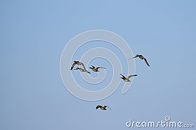 Flying flock ducks blue sky background Stock Photo