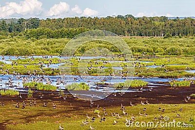 Flying flock of Greylag geese at a wetland Stock Photo