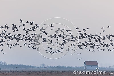 Flying flock Greylag goose, Hortobagy Hungary Stock Photo