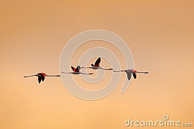 Flying flock of nice pink big bird Greater Flamingo, Phoenicopterus ruber, with clear morning sky with clouds, Camargue, France. S Stock Photo