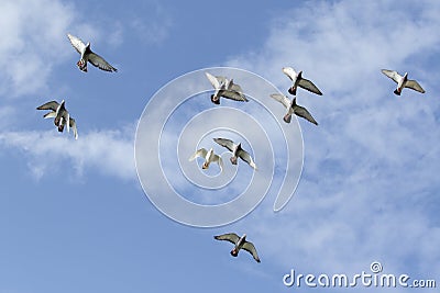 Flying flock of speed racing pigeon against blue sky Stock Photo