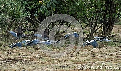 Flying flock of Wattled Ibis Stock Photo