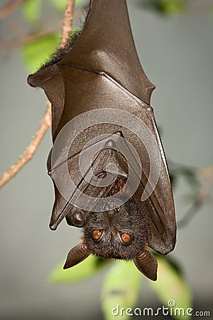 Flying fox Stock Photo