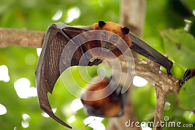 Flying fox bat Stock Photo