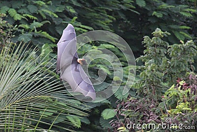 Flying Fox Bat in jungle Stock Photo