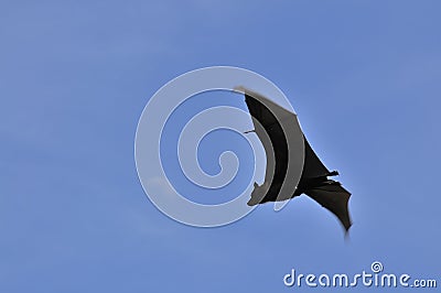 Flying fox bat under the daylight moon in Thailand Stock Photo