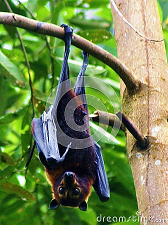 Flying Fox Stock Photo