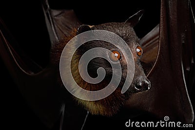 Flying fox Stock Photo