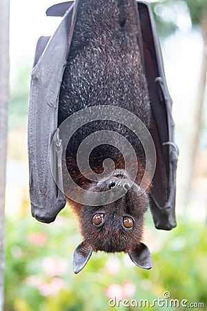 A flying fox hangs upside down with its wings folded Stock Photo