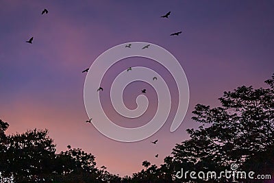 Flying Foxes / Bats Pteropus flying above Tree Tops in the Dusk, Yungaburra, Queensland, Australia Stock Photo