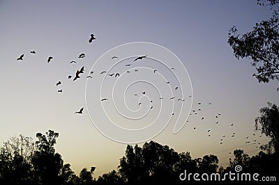 Flying foxes fruit bats fly in orderly column Stock Photo