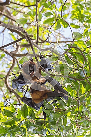 Flying foxes hanging and fighting on a tree Stock Photo