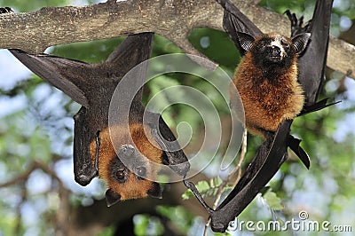 Flying foxes in Thailand Stock Photo