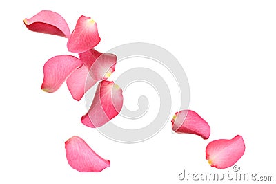 Flying fresh pink rose petals on background Stock Photo