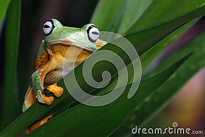 Flying frog closeup face on green leaves Stock Photo