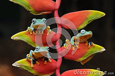 flying frog, frogs, tree frog, amphibians, animals, macro, macro photography, animal photography, animals photos, Rhacophorus nigr Stock Photo