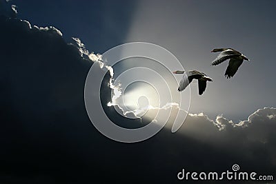 Flying geese and sunny clouds Stock Photo