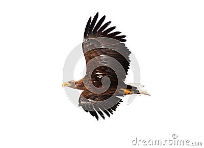 Flying golden eagle Stock Photo