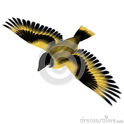 Flying Goldfinch Bird Stock Photo