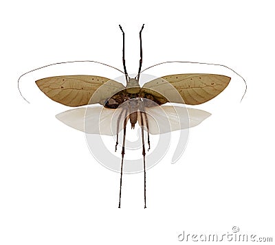 Flying grasshopper with brown wings Stock Photo