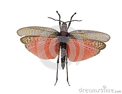 Flying grasshopper with red wings Stock Photo